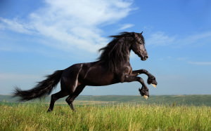 Galloping_Horse_1